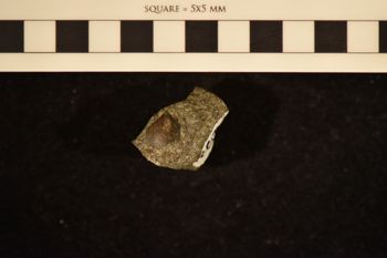 Media type: image; Invertebrate Paleontology 108503